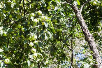 old apple tree with green fruits in orchard in summer