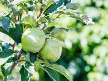 green apples on tree branch in summer orchard