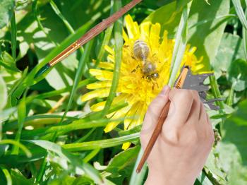 nature concept - hand with paintbrush paints yellow petals of dandelion flower on green meadow