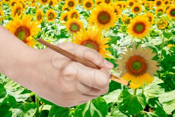 harvesting concept - hand paints by paintbrush yellow petals of sunflower