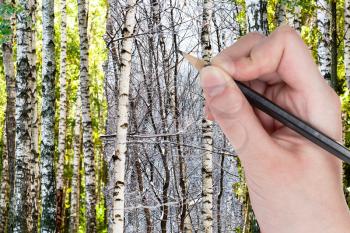 nature concept - seasons and weather changing: hand with pencil draws bare birches in winter forest instead of green summer woods