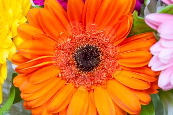 orange gerbera flower close up in bouquet