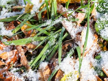 green grass and yellow fallen leaves close up under first snow in autumn