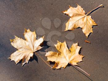 three fallen maple leaves float on surface of puddle in sunny autumn day