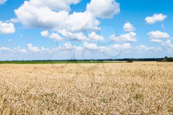 country landscape with blue sky and white clouds over field of ripe wheat in sunny summer day