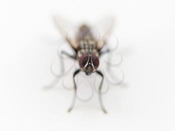 common housefly close up on white background
