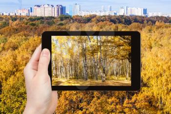 season concept - man taking picture of yellow trees in autumn forest on tablet pc