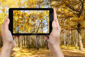 season concept - man taking picture of yellow leaves on branches in autumn forest on tablet pc