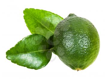 fresh green kaffir lime fruit with leaves isolated on white background