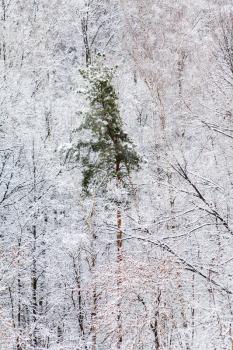 green pine tree in white snow woods in winter season