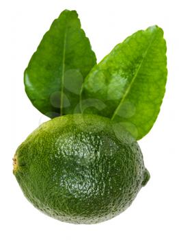 fresh green kaffir lime with leaves isolated on white background