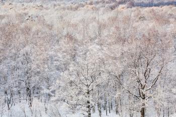 snow oak trees in frozen forest in winter season