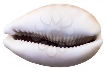 empty shell of cowry mollusk isolated on white background