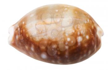 shell of cowry mollusc isolated on white background
