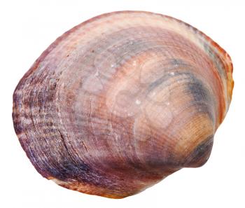 sea venus clam mollusc shell isolated on white background