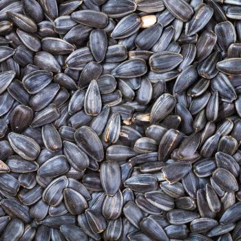 square food background - black roasted sunflower seeds