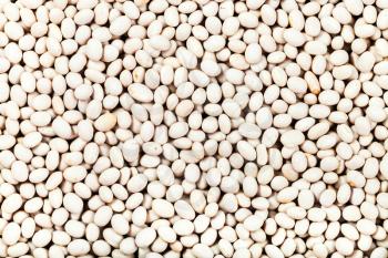 food background - many raw white haricot navy beans