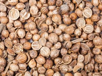 food background - many Dried coriander fruits