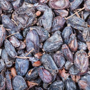 square food background - many dried black berberis fruits