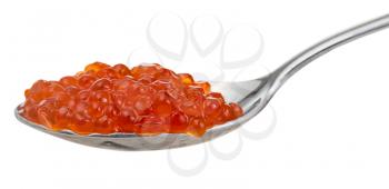 salted Red caviar of Sockeye salmon fish on spoon isolated on white background