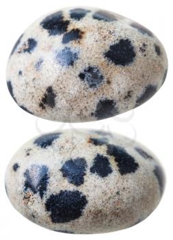 natural mineral gem stone - two dalmatian jasper (Dalmatian stone) gemstones isolated on white background close up