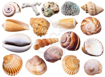 set of various mollusc shells isolated on white background