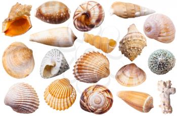 set of different mollusk shells isolated on white background