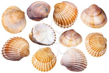set of clam mollusc shells isolated on white background