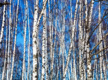 white birch trees and blue sky in sunny winter day