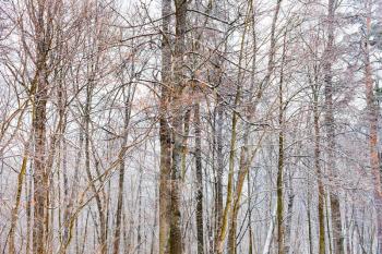 bare tree trunks in forest in winter day
