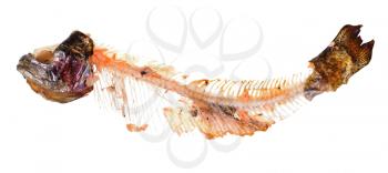 picked skeleton of trout fish isolated on white background