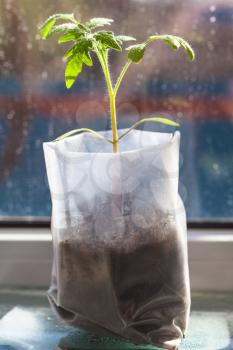 green sprout of tomato plant in plastic tube close up on window sill