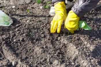 planting vegetables in garden - farmer planting seedlings of cabbage in the loosened soil in spring season