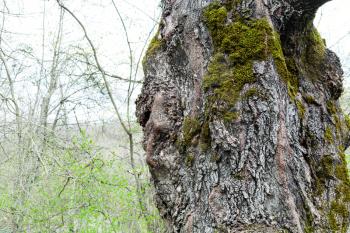 bark of old poplar tree and young green forest growth on background in spring