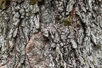natural background - cracked bark of old poplar tree