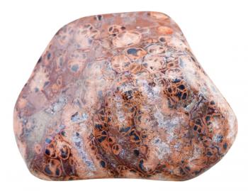 macro shooting of natural mineral stone - polished pebble of Leopardskin Jasper (Jaguar Stone, Orbicular Jasper) gemstone from Madagascar isolated on white background
