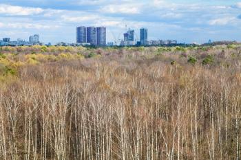 birch forest and city on horizon in spring day, Moscow, Russia