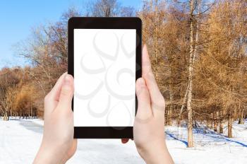 season concept - tourist photographs frozen path in larch forest in sunny winter day on tablet pc with cut out screen with blank place for advertising