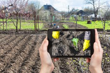 gardening concept - farmer photographs the planting of cabbage sprout in plowed ground in spring season on tablet pc