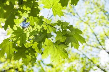 natural background - green leaves of maple tree close up and blue sky and defocused green trees on background