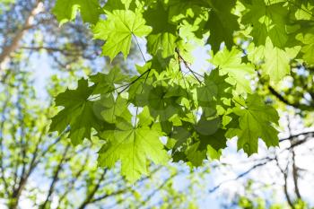 natural background - maple tree twig with green leaves and blue sky and defocused green trees on background