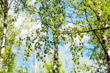natural background - twig of birch tree with green leaves in birch grove in forest