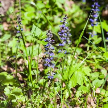 natural background - blue flowers of Pulmonaria (lungwort) in sunny forest