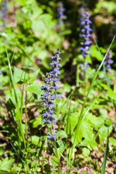 natural background - blue flowering of Pulmonaria (lungwort) in spring forest