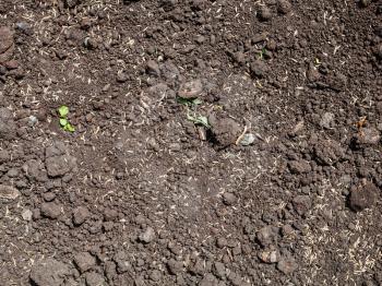 sowing grass seeds in loosened soil of lawn in spring