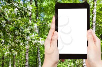 season concept - naturalist photographs cherry blossoms and birch trees in spring forest on tablet pc with cut out screen with blank place for advertising