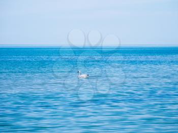 white swan floating in the blue water of the Black Sea, near Sozopol town, Bulgaria