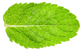 one green leaf of mint (Peppermint) isolated on white background
