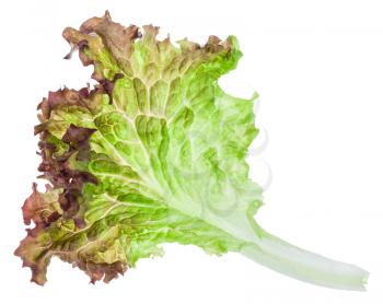 fresh green leaf of Lollo rosso lettuce isolated on white background