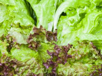 food background - fresh green leaves of Lollo rosso and Leaf lettuce close up